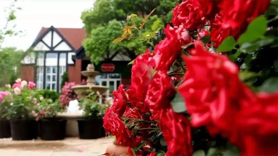 槽糕,是心动的感觉!这个神秘花谷正在悄然绽放!走,去拍照~