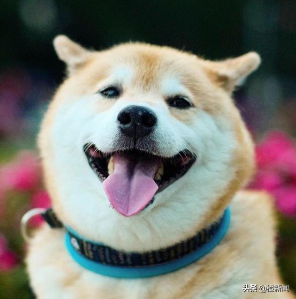 日本网红柴犬Marutaro日常生活治愈万千粉丝