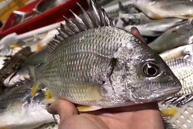 市场上有没有纯野生的鱼,纯野生便宜的鱼有哪些种类