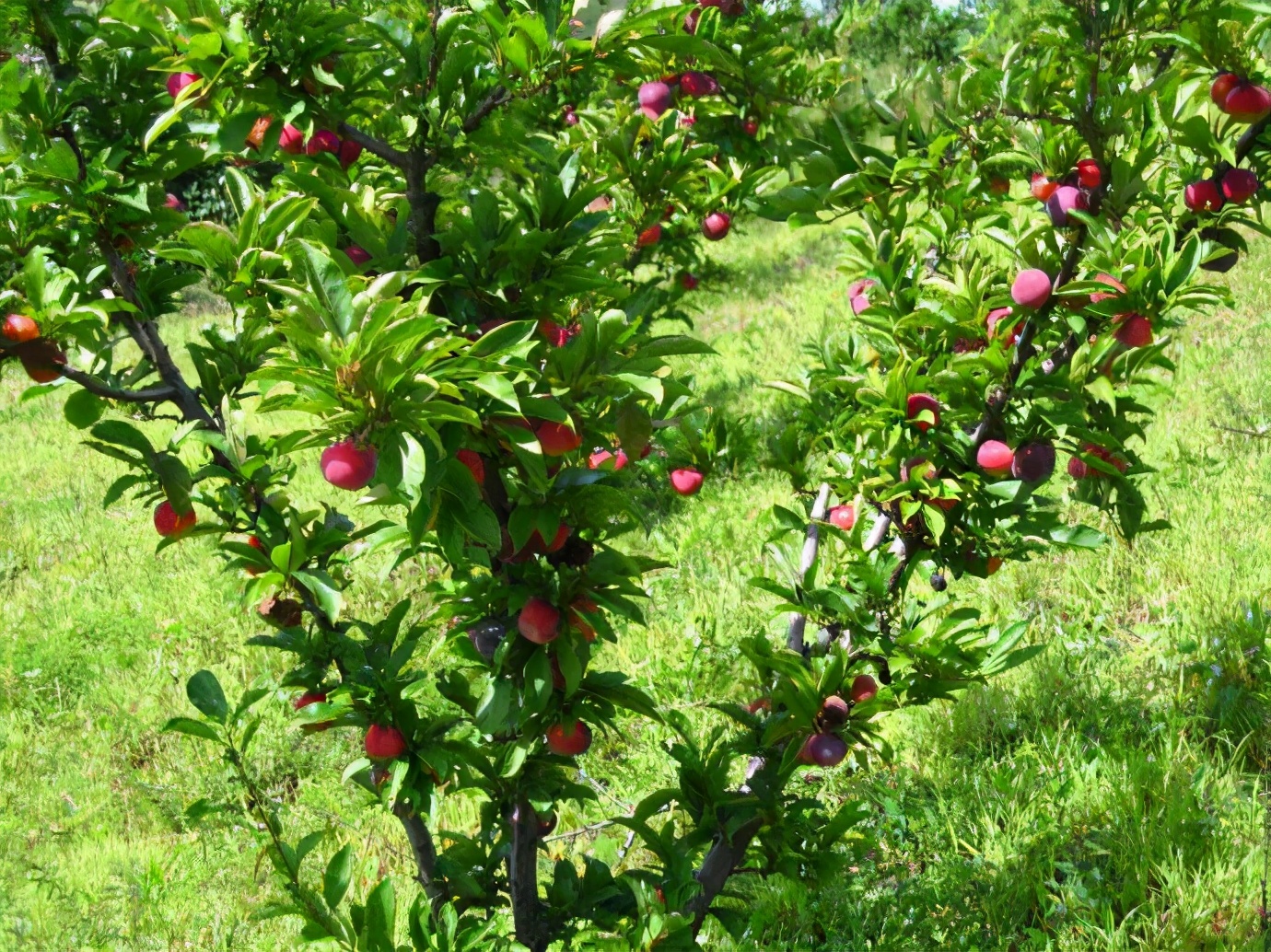 梅子杏子李子果实的区别,梅子和李子有什么区别
