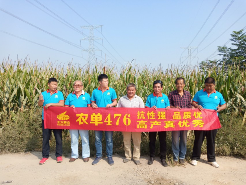 农大683玉米高产抗倒伏,农单113种子抗倒伏