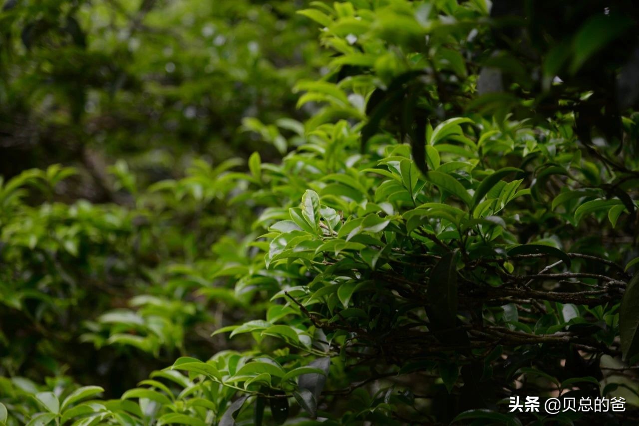 潮州凤凰茶凤凰是什么意思,潮州凤凰茶源头茶