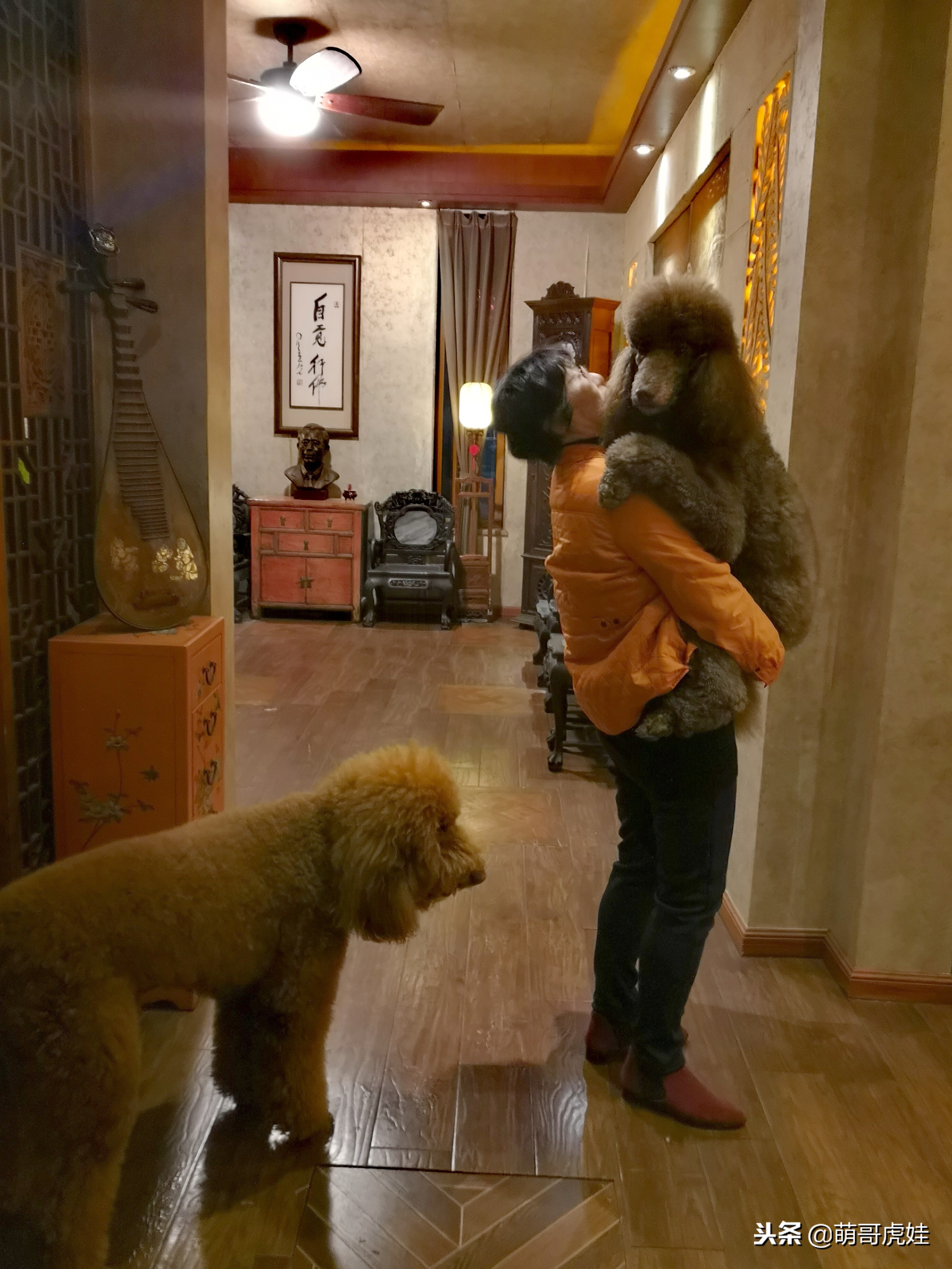 巨型狗狗超级可爱贵宾犬,超级怂的巨型贵宾犬要主人抱抱