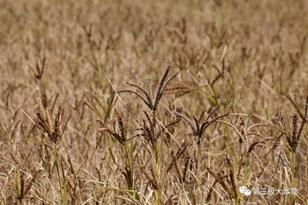 夏尔巴人最快登峰,夏尔巴人巅峰
