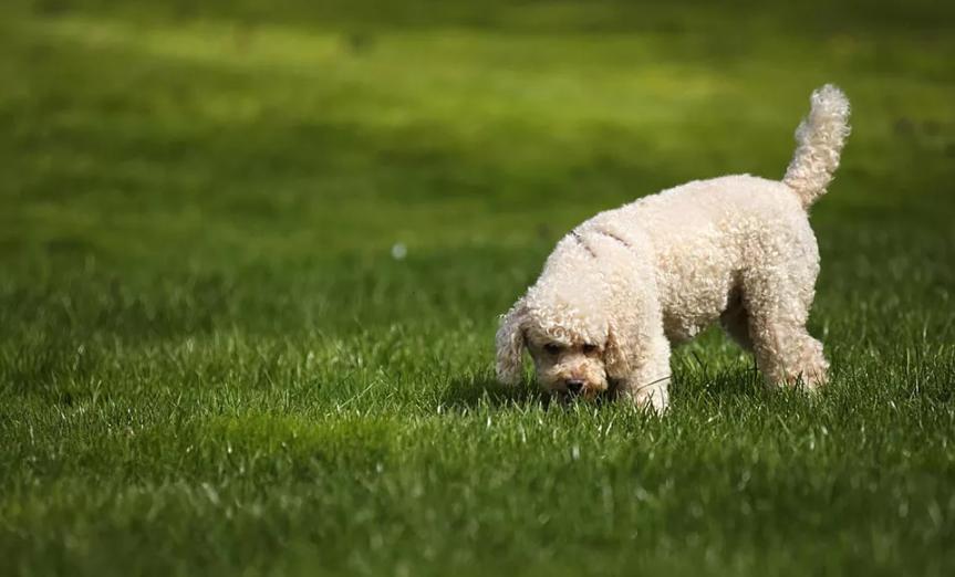 狗狗保护主人的行为,狗狗的34种行为解读