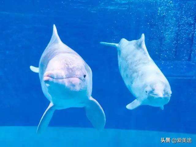 珠海长隆旅游公寓,珠海横琴长隆旅游度假公寓门票