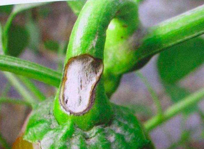 辣椒炭疽病又来了，叶片，果实受害严重？你需要加强以下6项管理