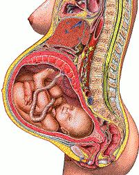 孕早期到孕晚期内脏变化对比图,怀孕后胎儿把肠子挤到哪里了