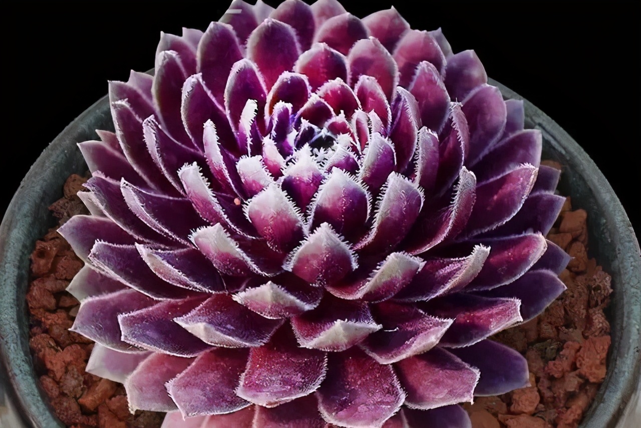 牡丹叶好看的品种,牡丹多肉植物大全