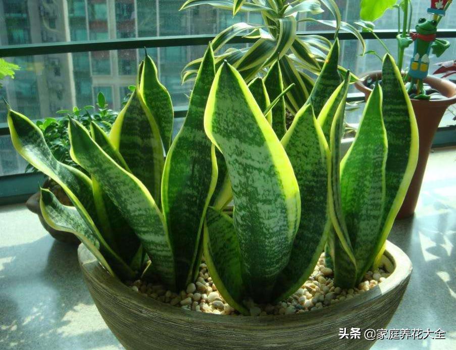 虎皮兰叶片有干瘪的地方怎么回事,虎皮兰的叶子干瘪怎么补救