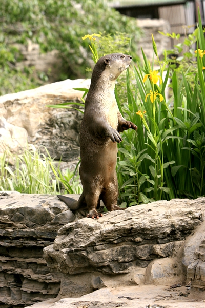 小爪水獭动物园,唐朝动物园小水獭