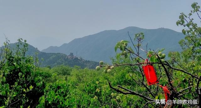 游玩北京香山公园之行,7月的北京香山公园图片