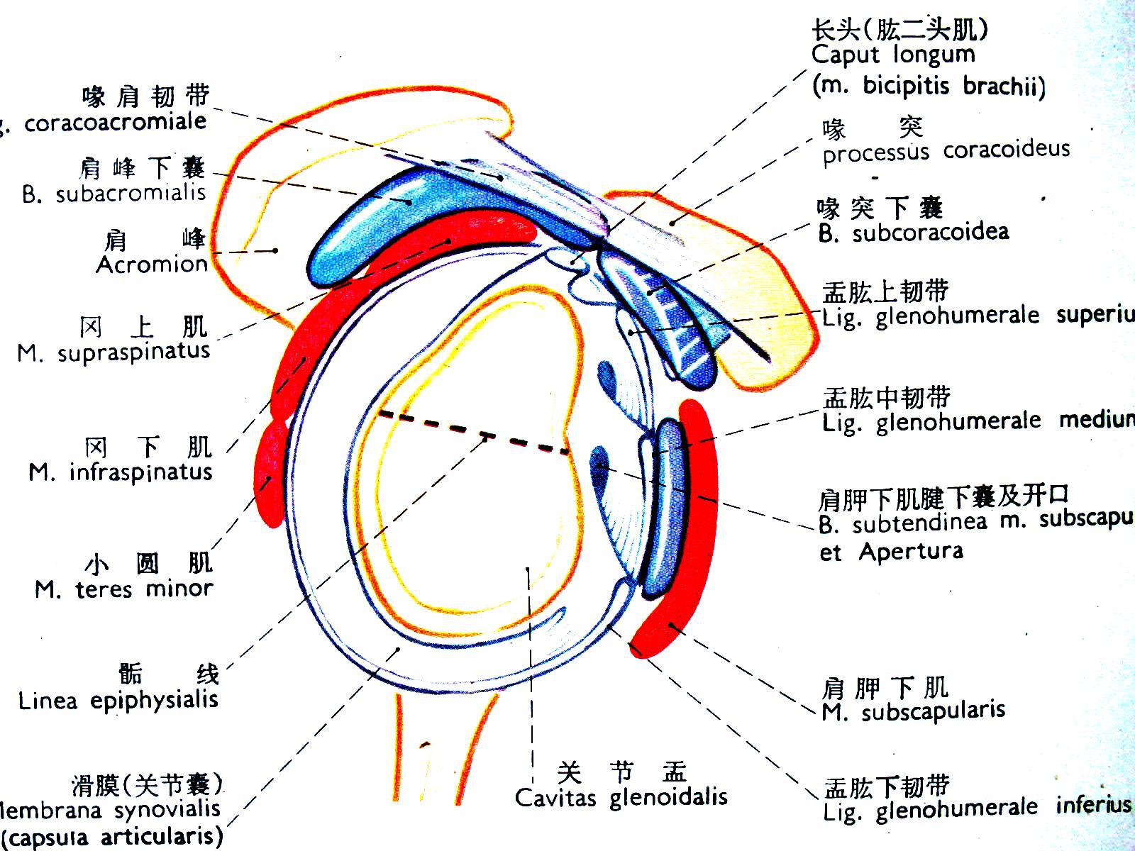怎么防治肩周炎,肩膀疼痛一招搞定肩周炎