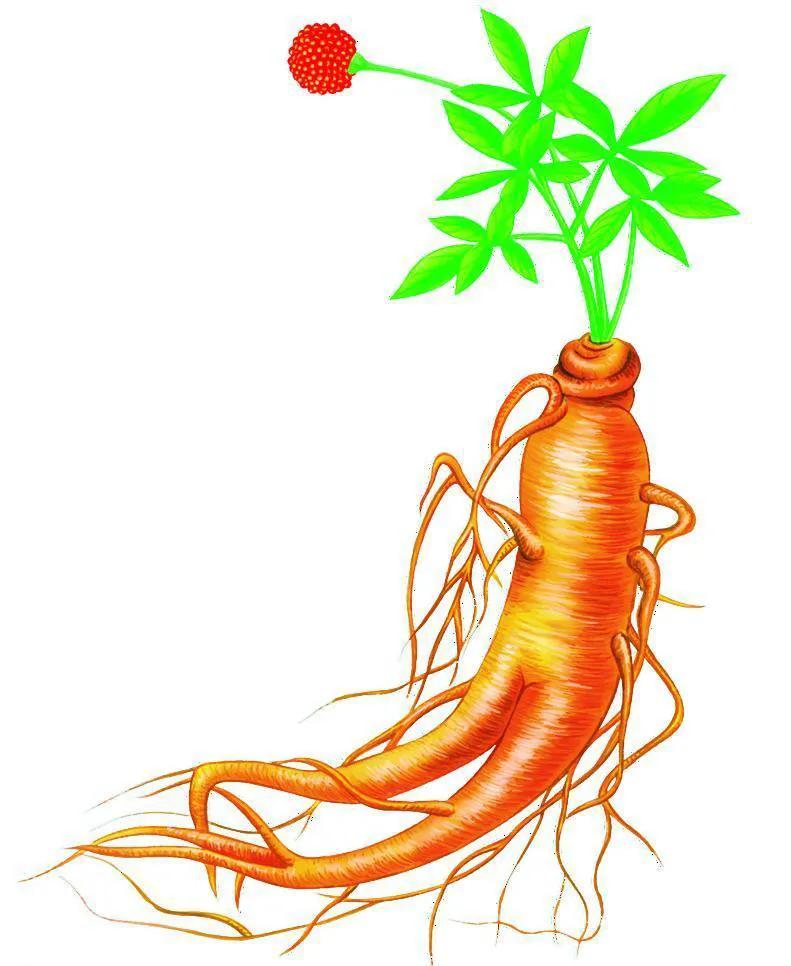 脾肾阴阳虚寒可以吃薯蓣丸调理,薯蓣丸补阴阳两虚吗