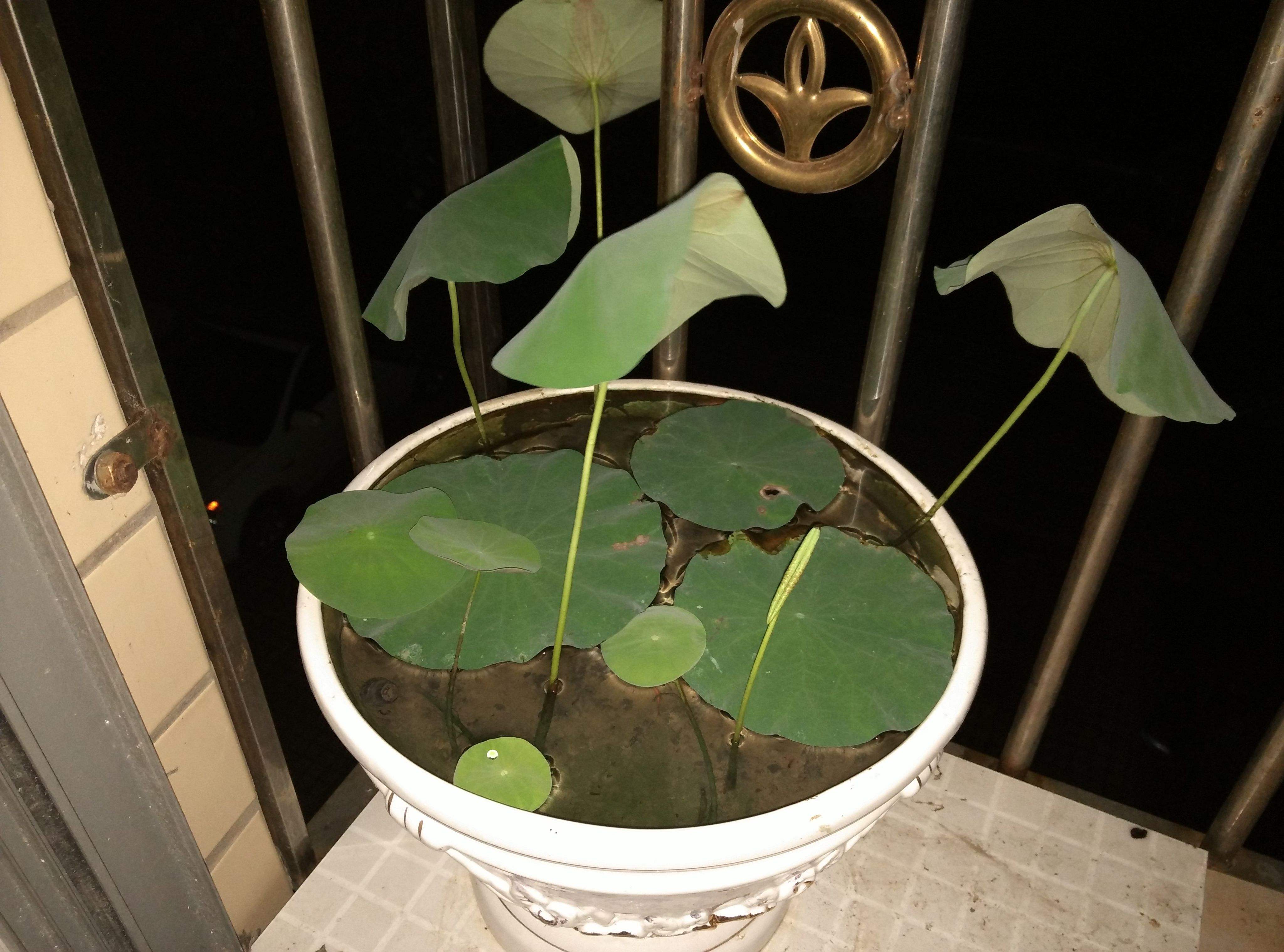 碗莲结了莲蓬怎么办?留下还是摘掉?详解碗莲结实后的养护