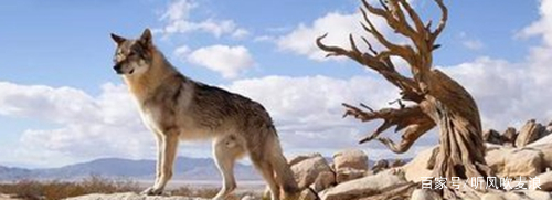 《遥远的乡愁》:老杨有过“背狼”经历,所以练就了一双铁脚板