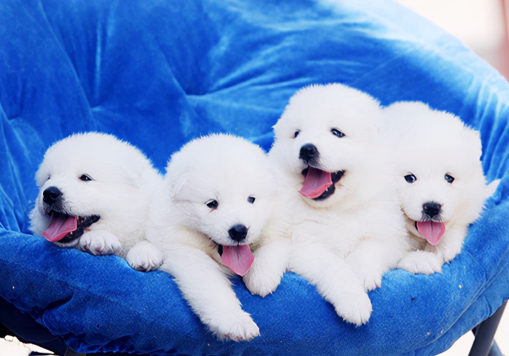 养狗经验:狗狗打完疫苗拉稀怎么回事?应激反应怎么处理?