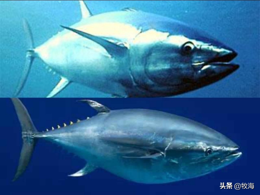 蓝鳍金枪鱼拍出天价,天价蓝鳍金枪鱼切割全过程