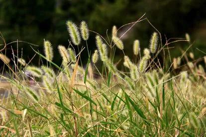 各种蔬菜水果祖先的样子,各种蔬菜祖先
