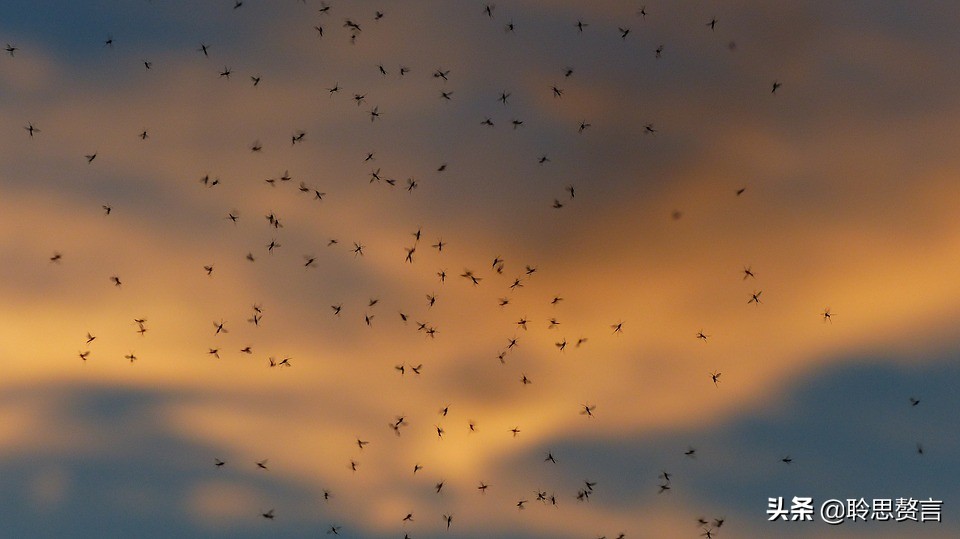 蚊子诗精选三十六首莫恨我心儿毒，只因你口儿馋