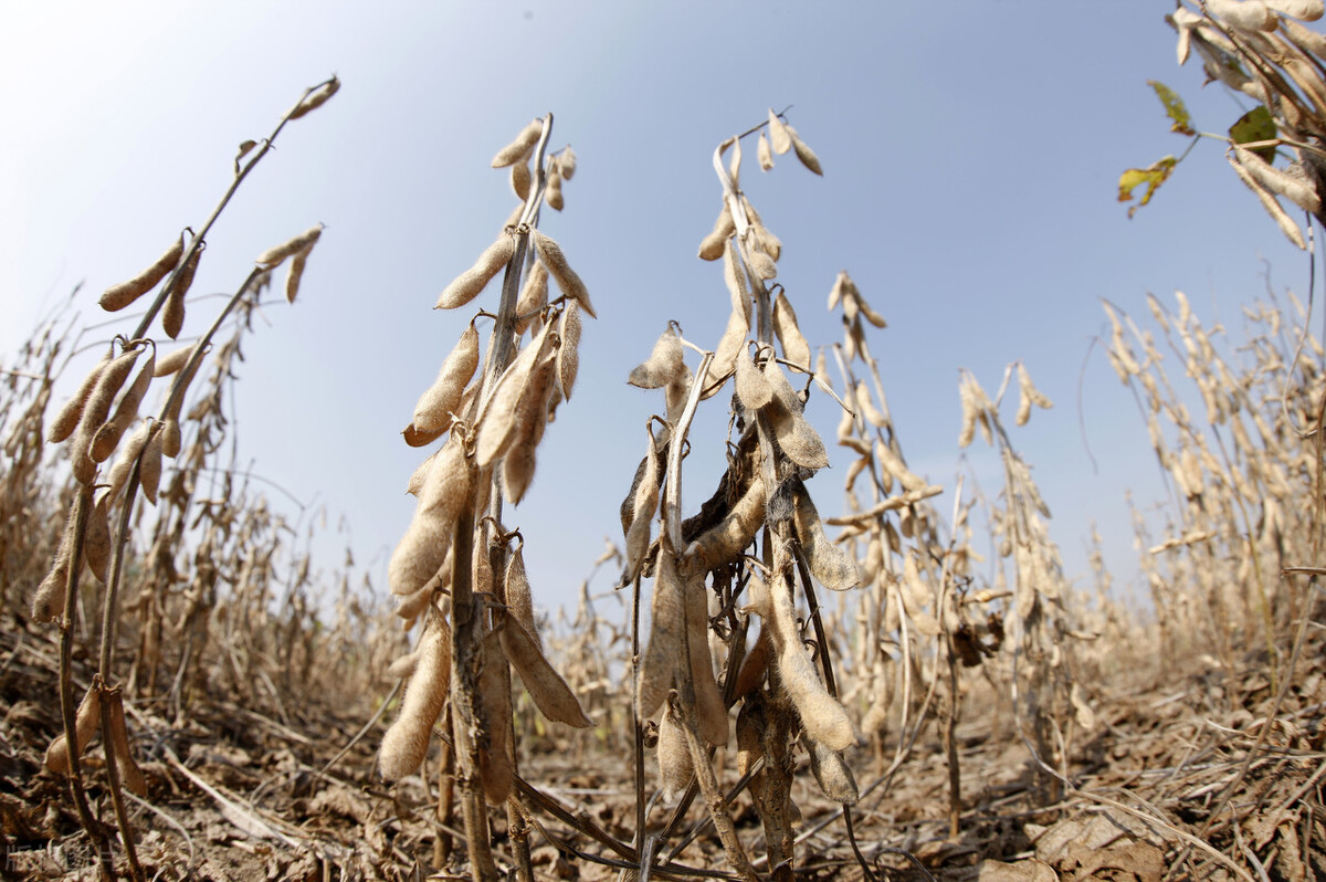 年后大豆价格会怎样,2021年东北大豆秋季价格预测