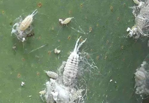 果树蚧壳虫怎样彻底消灭物理治疗,果树蚧壳虫怎么彻底消灭妙招