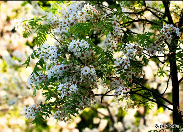 独一无二的文冠花,庭院文冠花