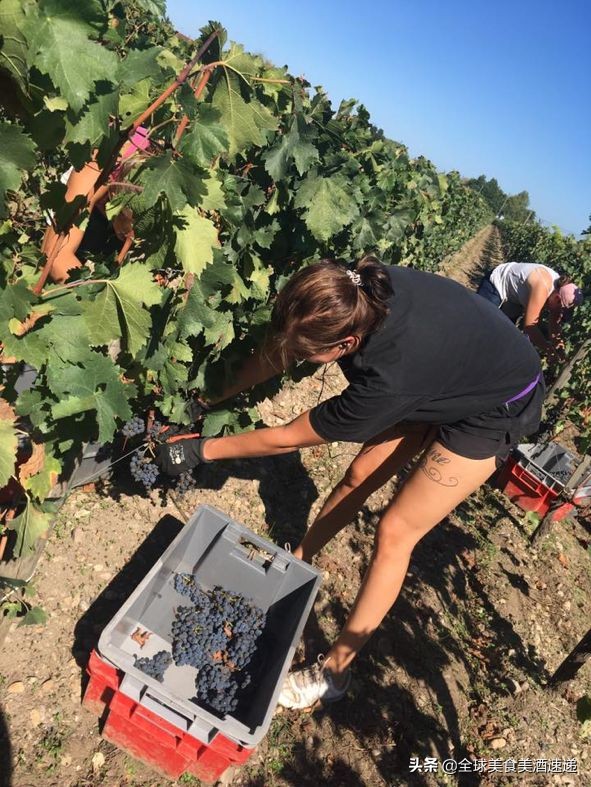 法国葡萄园工人收入,在法国葡萄酒厂打工赚钱吗