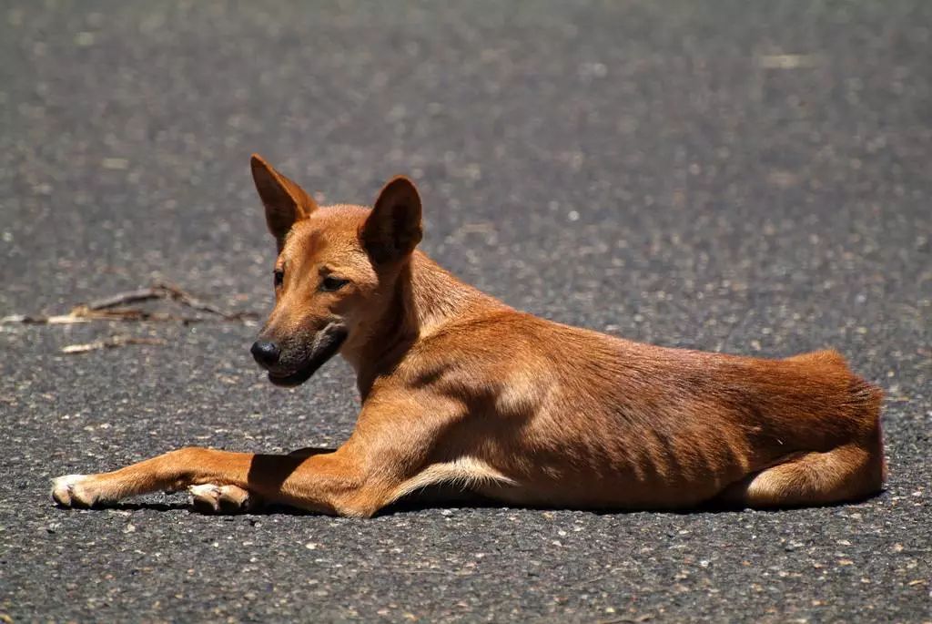 狗狗在消失一段时间又回来了,狗狗被人遗弃一年后长成怪物