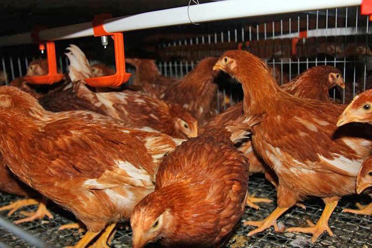 鸡得了大肝病怎么治疗,治疗鸡大肝最好的药