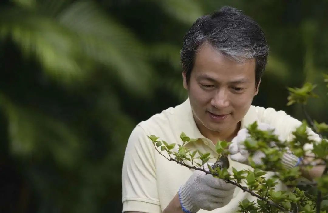 如何对盆景进行正确的修剪,盆景修剪造型入门视频