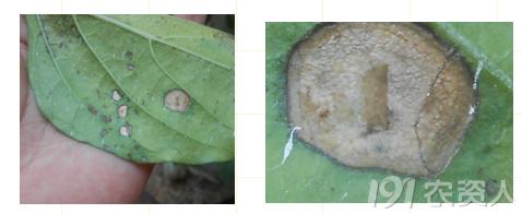 蔬菜细菌病图片大全,破解蔬菜病虫害之谜