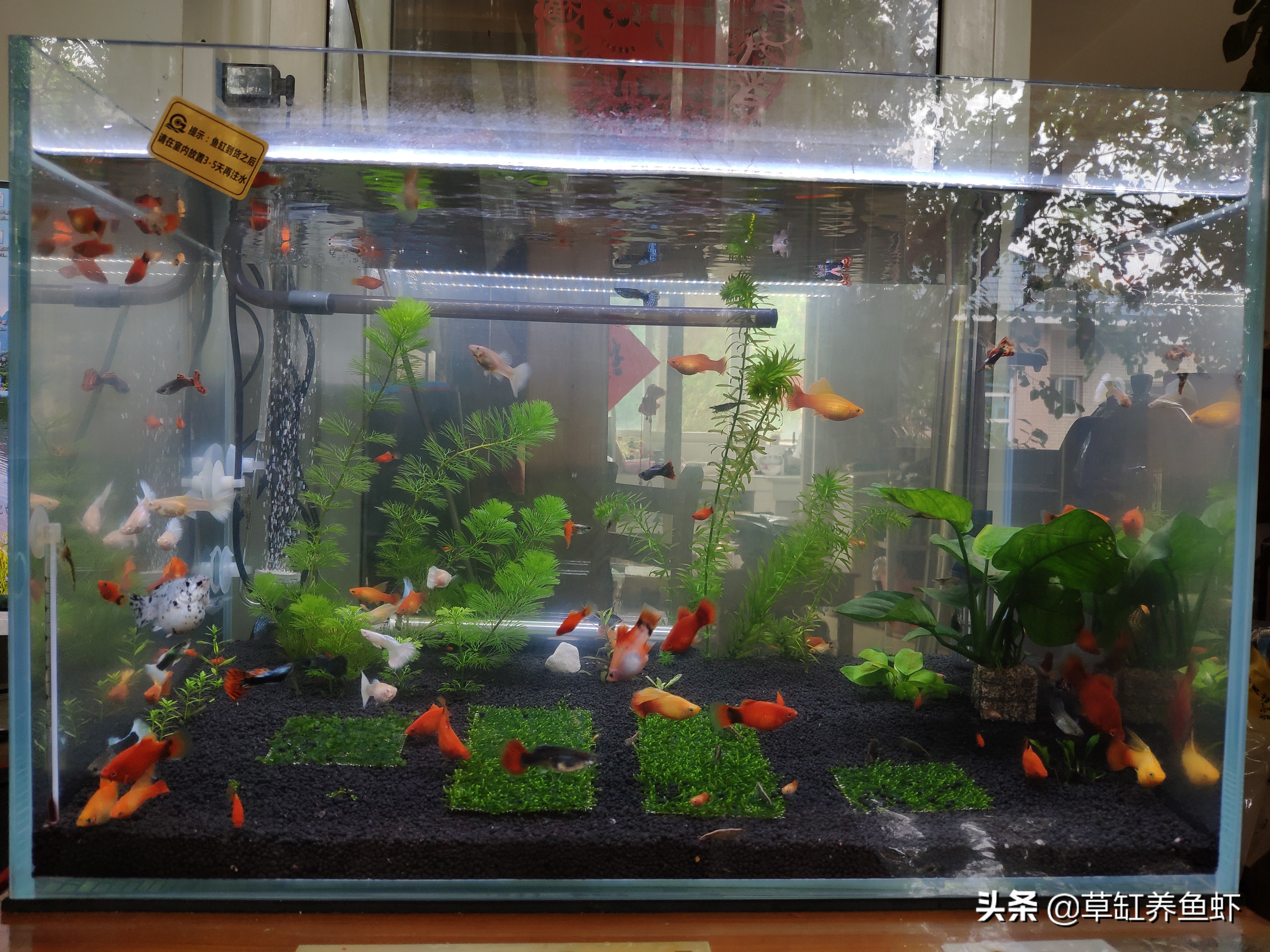 鱼缸养鱼布置视频,新手养鱼怎么布置简单鱼缸