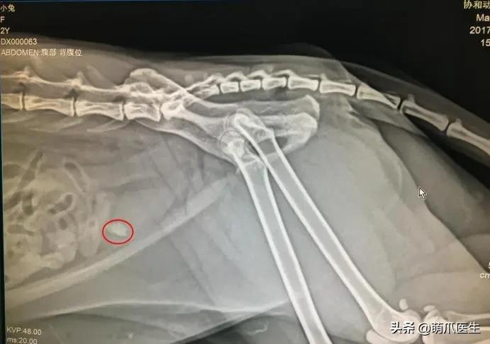 猫在被子里憋死,猫在体内就憋死了