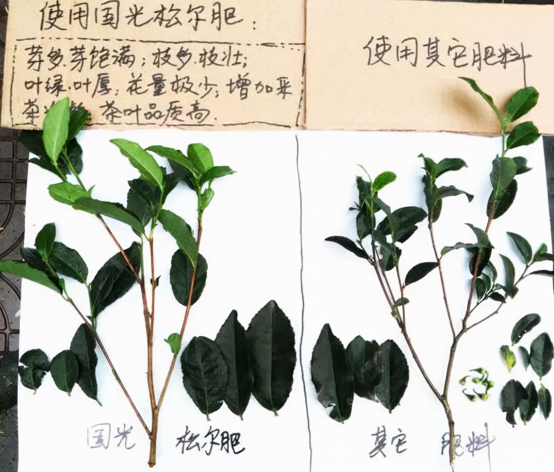 茶树开花影响产量吗,茶树开花结果是什么原因