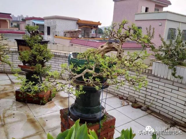 黄圃镇花店,花乡花卉绿植区