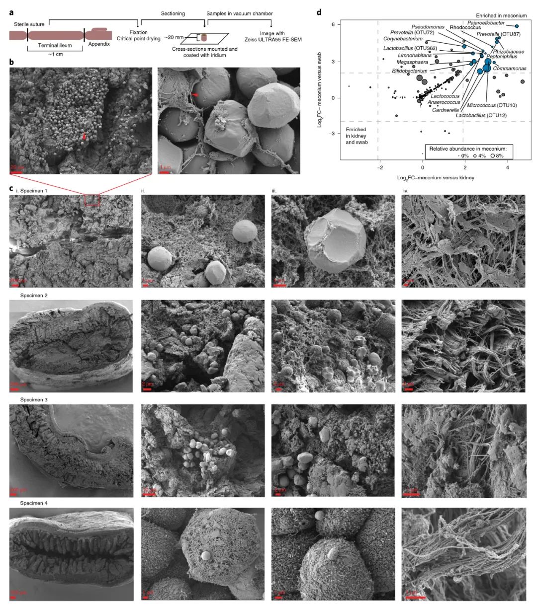 哪些菌可以在肠道定植,活菌在人体中可以存活吗