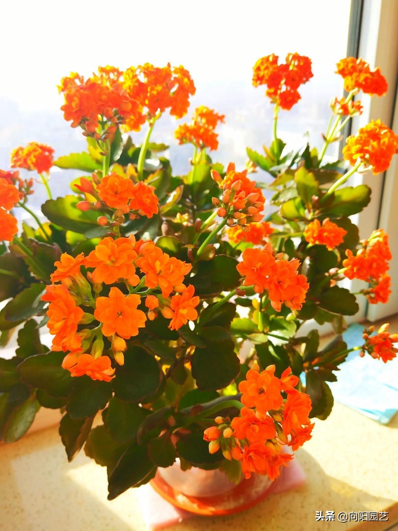 淘米水臭了怎么养花,淘米水养花发臭