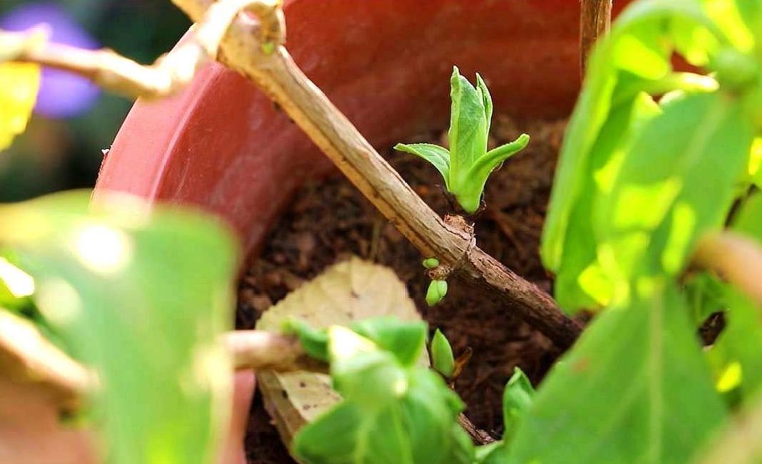 想让花开得漂亮用什么,绣球花开花少不缺阳光不缺肥