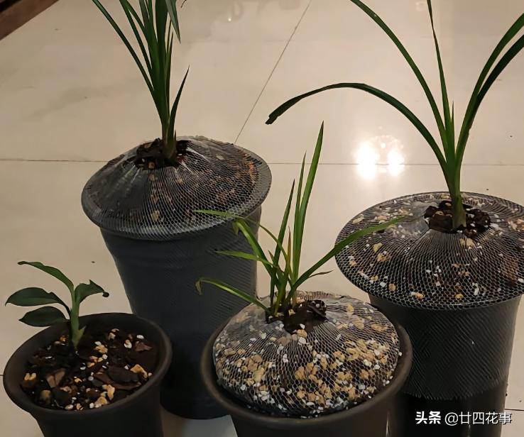 赤诚兰花上盆技巧,兰花如何养出爆盆的水晶根