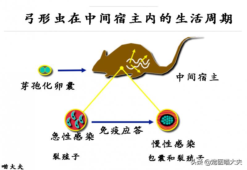 宠物弓形虫检查怎么查的,宠物医院如何检查猫弓形虫