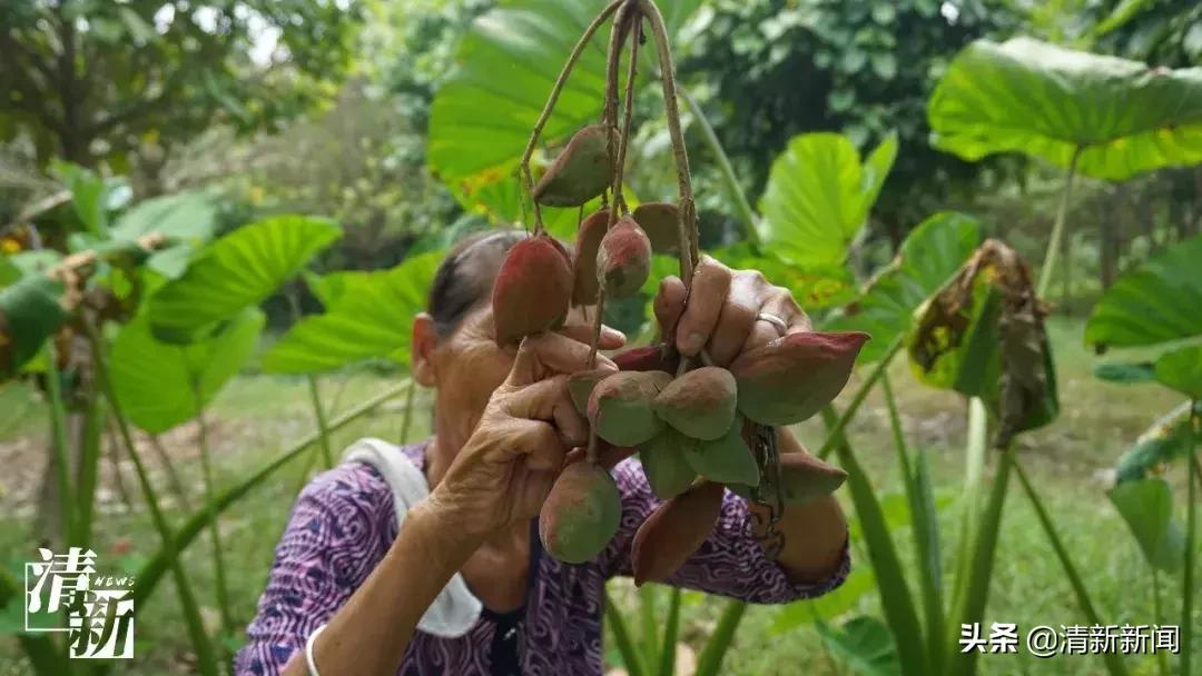 三坑人，妈妈喊你翻乡下吃“内藏果”了喂