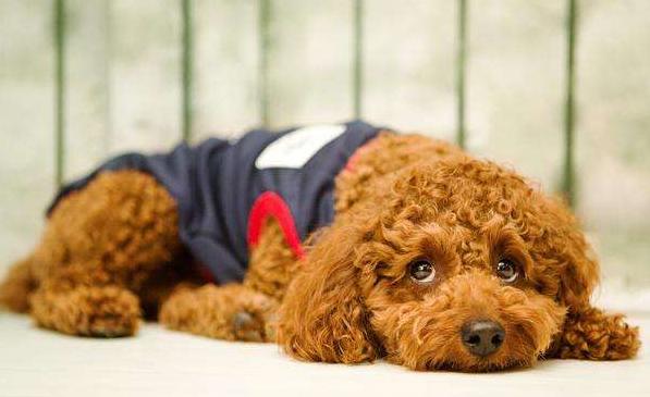 泰迪犬的这7种表现,泰迪吃醋了