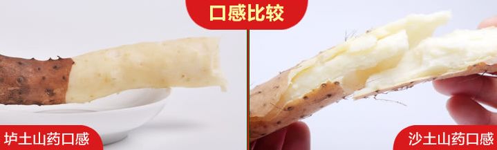 垆土铁棍山药乃山药之王,垆土山药和铁棍山药有什么区别