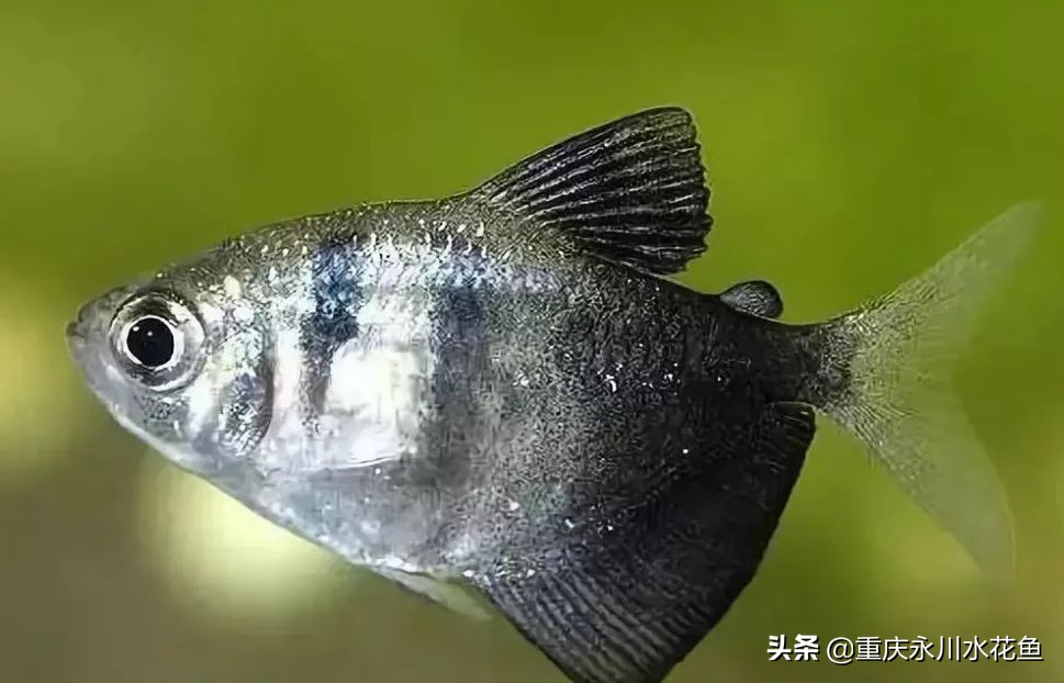 十大最好看的观赏鱼,观赏鱼100种形态