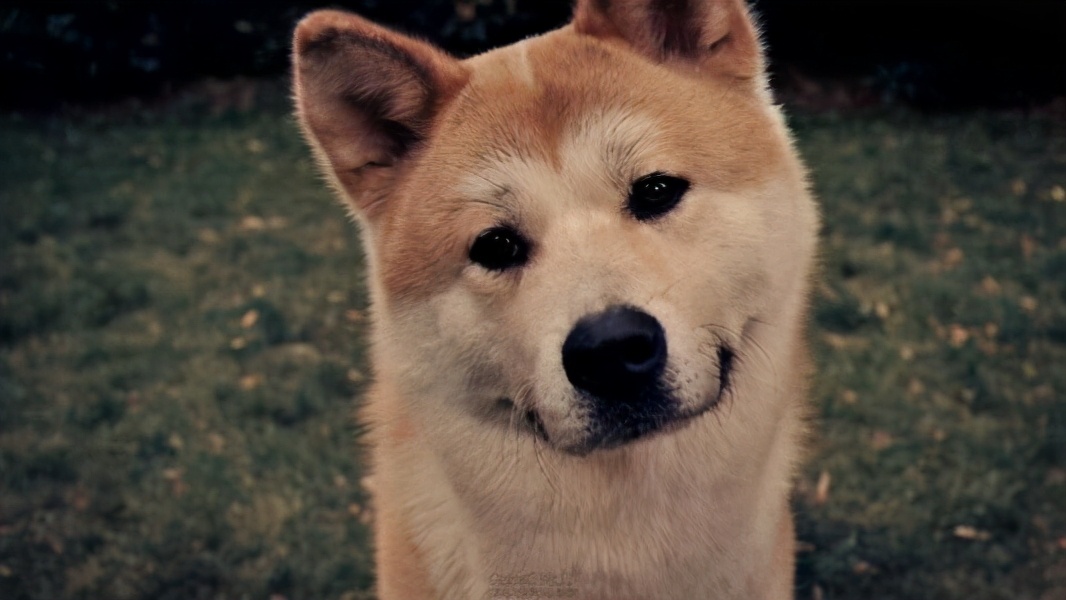 忠诚狗狗的名字叫什么,只对女主人忠诚的狗狗