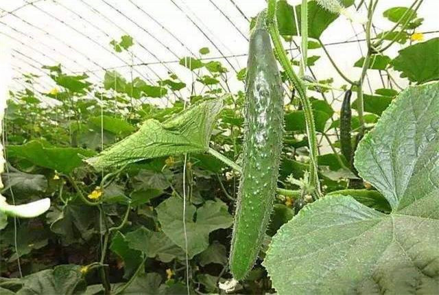 露天黄瓜种植怎样结瓜多产量高,黄瓜怎样种植产量高