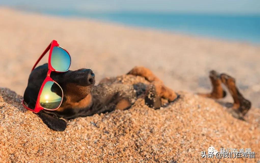 迪拜养宠物花费多少钱啊,在英国养一只狗的费用