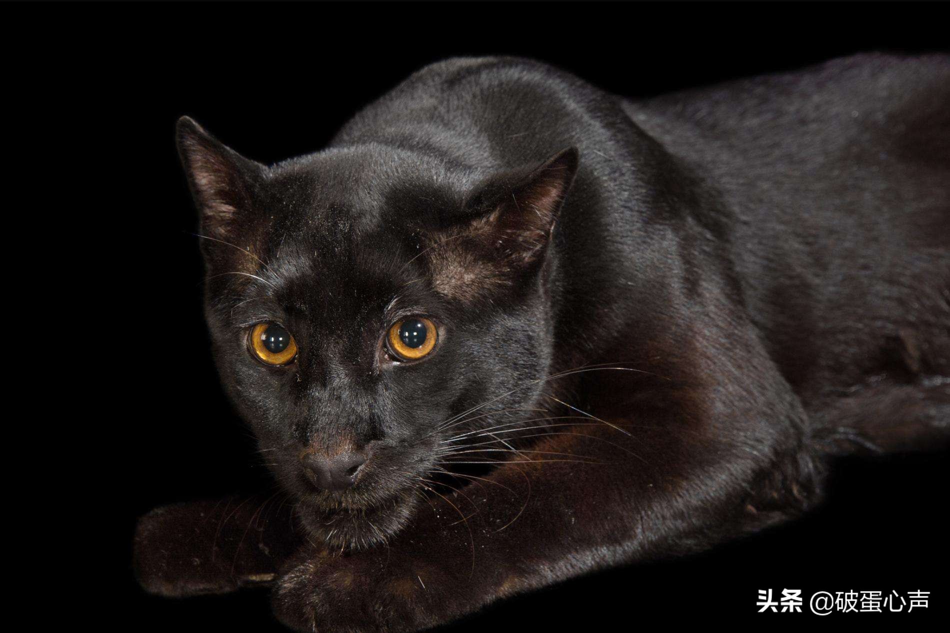 传说中的“土豹子”就是它，也被称为彪，两只牧羊犬都不敢正面刚