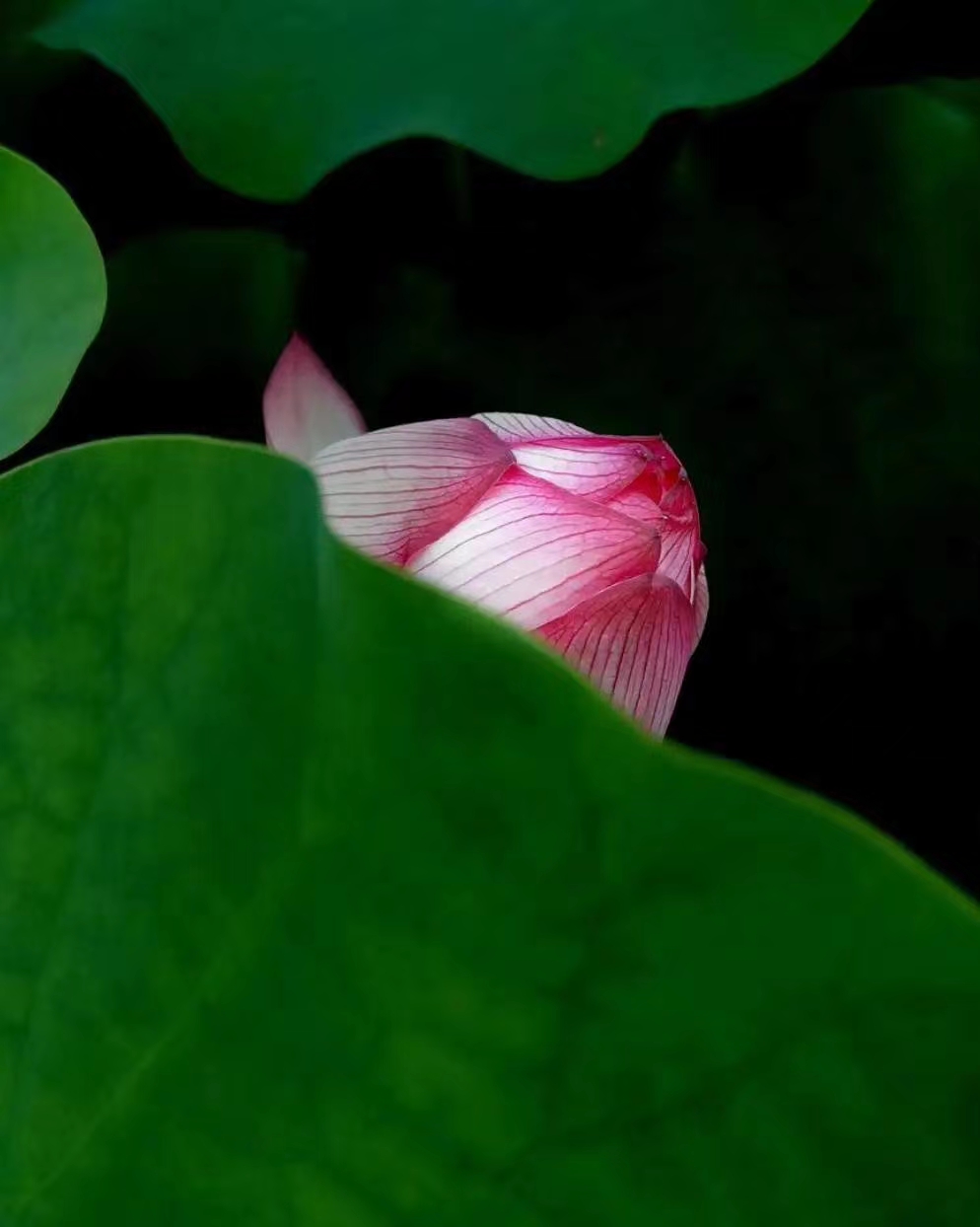 夏荷雅韵舞蹈,夏荷雅韵视频